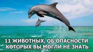 11 ЖИВОТНЫХ ОБ ОПАСНОСТИ КОТОРЫХ ВЫ МОГЛИ НЕ ЗНАТЬ