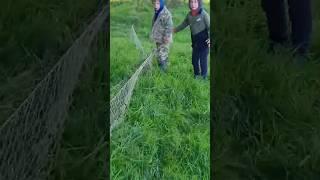 Boys trap big rabbit in a net for dinner. #hunting #rabbithunting #catchandcook