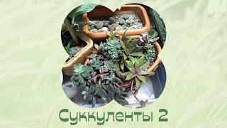 Про суккуленты 2 часть. Стеллаж. Бонсай. Цветы дома.