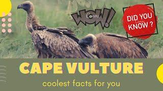 Cape Vulture facts  Cape Griffon   Kolbes Vulture   endemic to Southern Africa