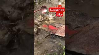 very unique fishing trick with liquid fishing #shorts #liquidfishing #gloster #gooster #dmpt #carp