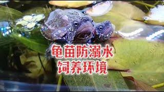 深水養草龜苗，低溫溺水的3種原因和4個預防龜苗嗆水方法