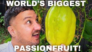 The Worlds Biggest Passionfruit - Giant Granadilla