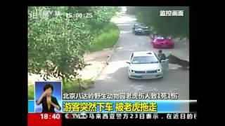 Tiger attacks kills woman at drive-through animal park in China