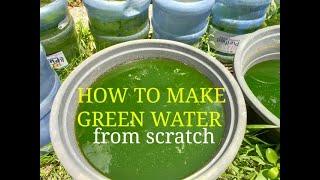 How to make green water  phytoplankton culture  green water from scratch