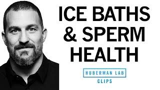 Do Ice Baths Improve Sperm Health & Fertility?  Dr. Andrew Huberman