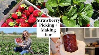 Making Strawberry Jam and Locally Sourcing Strawberries  Suburban Homestead  Beginner Canning