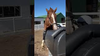 Collecting Velero on the dummy this morning  #horsebreeding #horse #horses #animal #animals