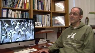 The Roller Coaster Flight Strategy of Bar-headed Geese