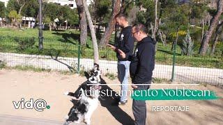 REPORTAJE  Noblecan revela los mejores trucos para que tu perro sea más obediente - #VidaTV