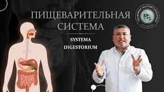 Пищеварительная система  Digestive system