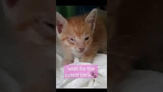 This cute kitten left alone by her mom in our yard#shorts #kitten #ginger