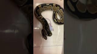 #ballpython #reptile