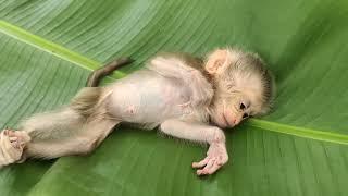 Oh my goodness The baby monkey was born adorable but its birth mother threw it on the rock  2