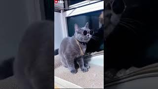 Funny superstar cat