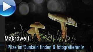 Pilze im Dunkeln suchen finden & fotografieren. Mit LED-Technik.