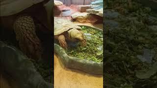#tortoise eating #reptiles