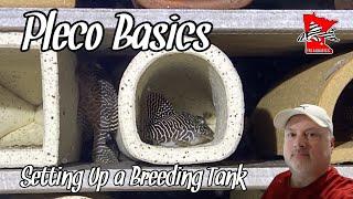 How To Set Up a Pleco Breeding Tank