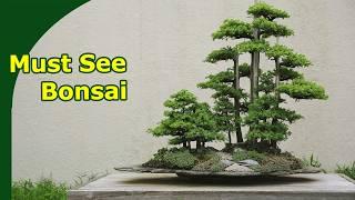 World famous and Iconic Must-See Bonsai Touring the US national Bonsai and Penjing Museum