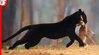 BLACK PANTHER  ANIMAL OF POWER AGILITY AND COURAGE  THE REAL BLACK PANTHER.ANIMAL WORLD