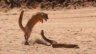 Anaconda vs Jaguar   Animal Fight TV 2015