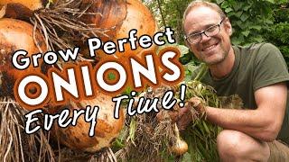 Grow Perfect Onions - Every Time