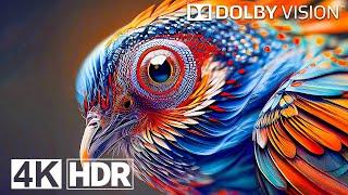 Dolby Vision 4K HDR 120fps OLED Bird