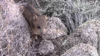 Baby Javelina