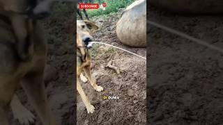 Anjing yang beruntung #videoshort