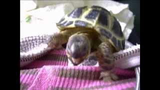 My horsfield tortoise George