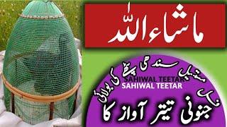 Sindhi Kala Teetar ki Awaz  black Francolin Voice  Teetar ki Awaz #kalateetarkiboli #teetarkibulai