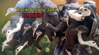 Pasang Jerat Dengan Cara ini pasti dapat banyak ruak ruak