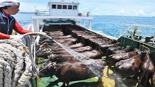 How to Transport Millions Cow Goat Sheep Pig - Modern Export Technology by Big Cargo Ships