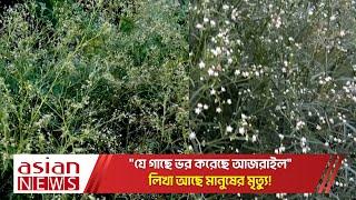 মৃত্যুদূত পার্থেনিয়াম নামক বিষাক্ত আগাছা সংস্পর্শে হতে পারে ক্যান্সার  Parthenium Tree