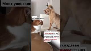 Подкаст Димова