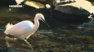 little egret