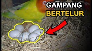 5 Tips Agar LOVEBIRD CEPAT dan GAMPANG BERTELUR