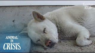 Heavily Pregnant Dog With Cancer Was Abandoned But Still Waits For An Owner  Animal in Crisis EP122