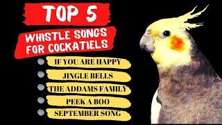 Top 5 Cockatiel Whistle Training Songs Parrot Training and Singing
