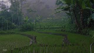 Monsoon Rain & Thunder on Misty Rice Field  Help Sleep Study Meditation PTSD