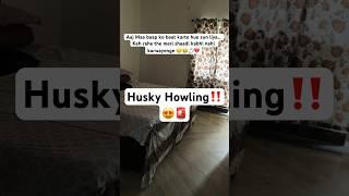 Why huskies HOWL #husky #funnydogvideos #shorts