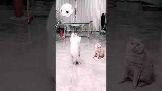 Incredible Teamwork Watch These Cats In Action  ️ #Funny #comedy #shorts