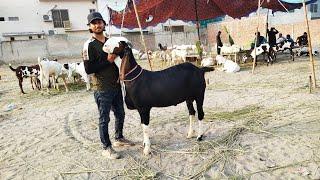 Sadiqbad Ka Maal  Rajanpuri Ablak Bakra Hasilpur Say B Maal Agya  Shahpur Kanjra