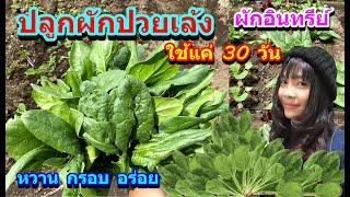 วิธีปลูกผักปวยเล้ง ผักโขมฝรั่งโฮเรนโซSpinach แค่  30 วัน