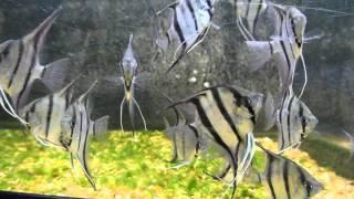 Dantum Angel fish Tropical fish tank