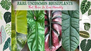 RareUncommon Houseplants That Thrive In Low Humidity 