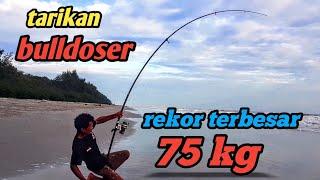 STRIKE PARI 75 KG  MANCING PASIRAN REKOR TERBESAR