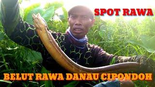 MANCING BELUT MONSTER SUPER BESAR  SPOT RAWA DANAU CIPONDOH