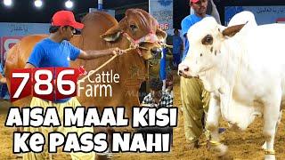 786 Cattle Ne Macha Di Dhoom  Outstanding Collections 2023  Karachi Mandi Scnz