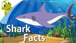 Shark Facts  Why Sharks are so awesome  Fun Facts for Kids